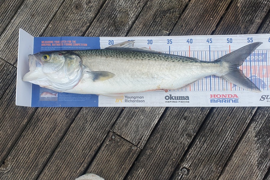 Yolande Jeffares caught this 51.5cm Kahawai at Tasman Bay during The Hirepool Baitmates Fishing Comp
