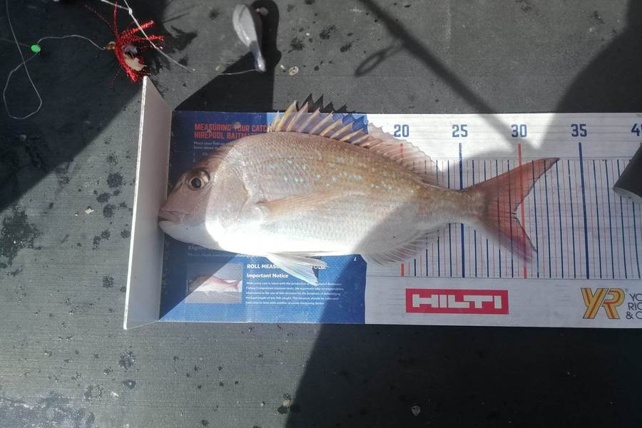 Marisa Andrews caught this 29.0cm Snapper at Wellington Harbour during The Hirepool Baitmates Fishing Comp