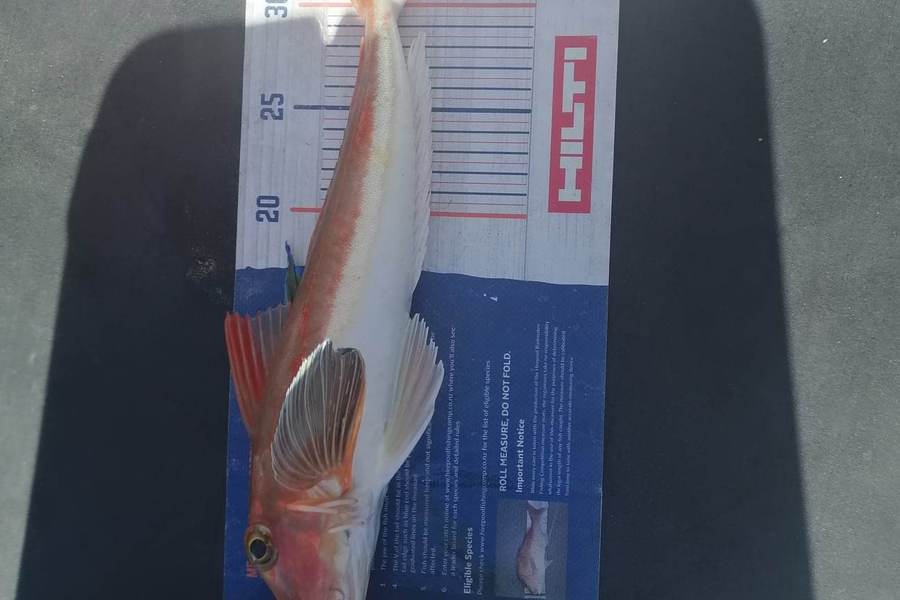 Marisa Andrews caught this 35.0cm Gurnard at Wellington Harbour during The Hirepool Baitmates Fishing Comp