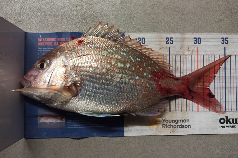 Duncan Pringle caught this 32.0cm Snapper at Wellington West  during The Hirepool Baitmates Fishing Comp