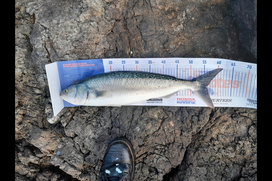 Joel Davies caught this 55.5cm Kahawai at Northland during The Hirepool Baitmates Fishing Comp