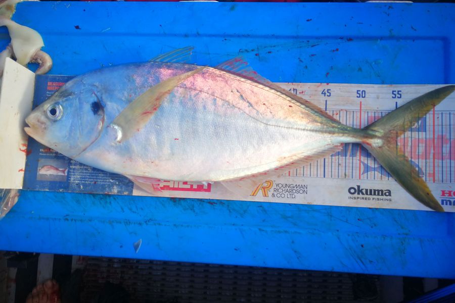 Leigh Page caught this 55.0cm Trevally at Wellington south coast during The Hirepool Baitmates Fishing Comp