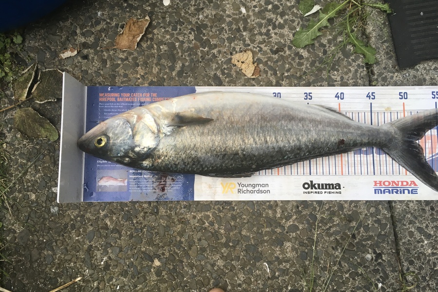 Tony Dodson caught this 51.5cm Kahawai at Omaio  during The Hirepool Baitmates Fishing Comp