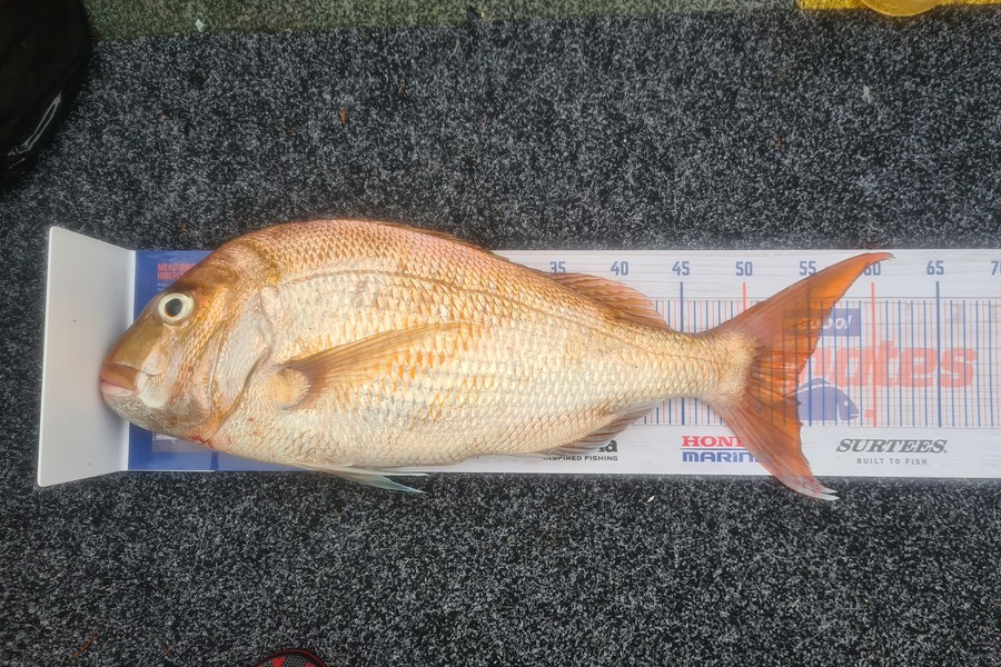 Conan Manukau caught this 54.0cm Snapper at Coromandel  during The Hirepool Baitmates Fishing Comp