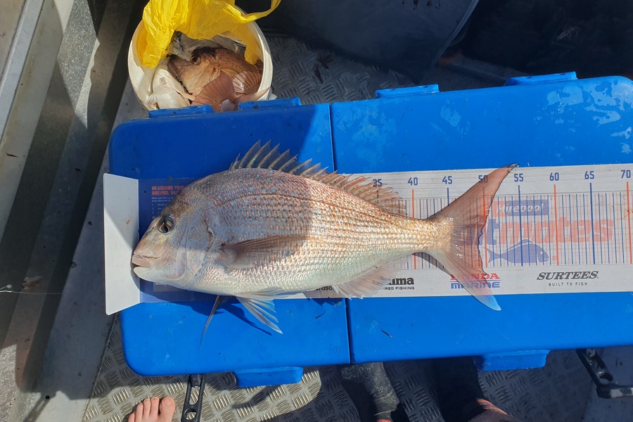 Brendon McMillan caught this 49.0cm Snapper at Kawhia Harbor  during The Hirepool Baitmates Fishing Comp