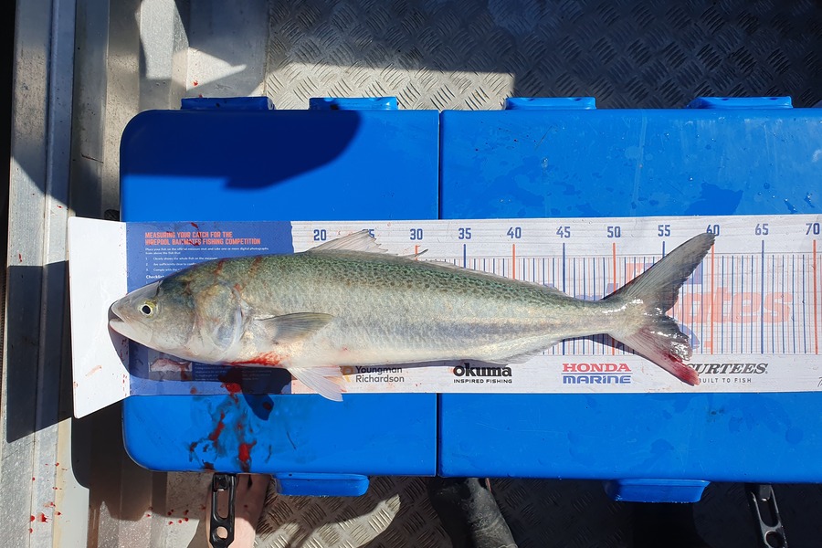 Brendon McMillan caught this 55.0cm Kahawai at Kawhia Harbour  during The Hirepool Baitmates Fishing Comp
