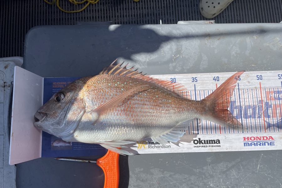Steve Rider caught this 42.0cm Snapper at Kapiti  during The Hirepool Baitmates Fishing Comp