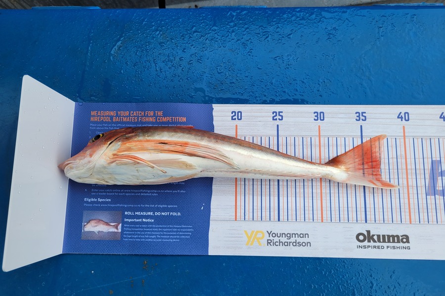 Daniel Hovenden caught this 37.0cm Gurnard at Tasman bay during The Hirepool Baitmates Fishing Comp