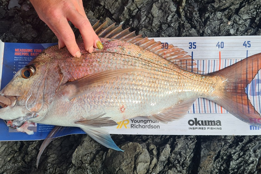 Nick Gilmour caught this 44.5cm Snapper at Coromandel  during The Hirepool Baitmates Fishing Comp