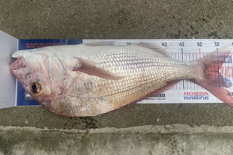 Michael Truong caught this 55.0cm Snapper at Tauranga  during The Hirepool Baitmates Fishing Comp