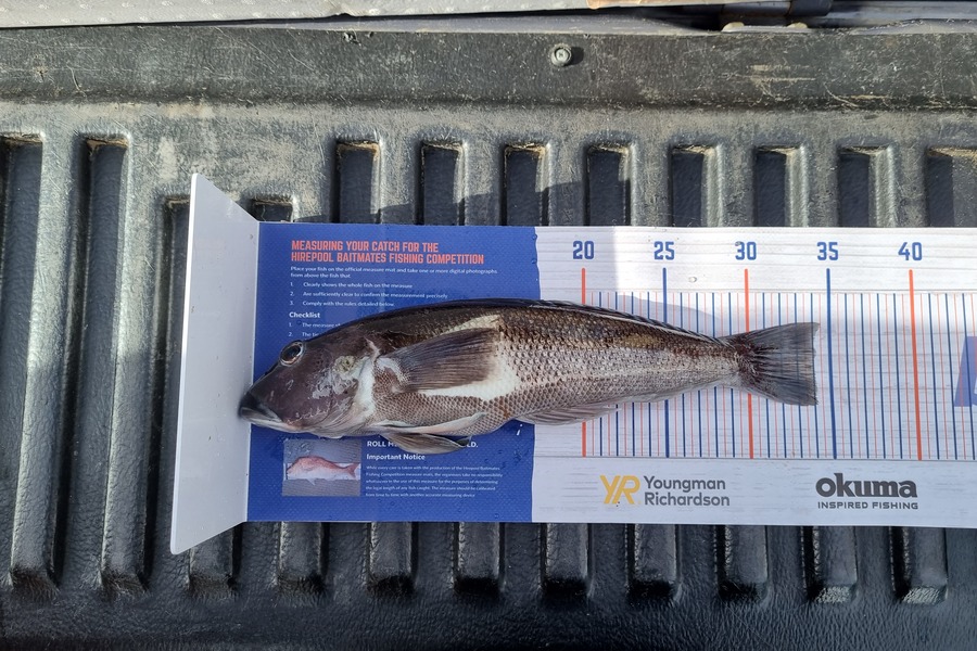 Brendan Taylor caught this 34.0cm Blue Cod at Kaikoura  during The Hirepool Baitmates Fishing Comp