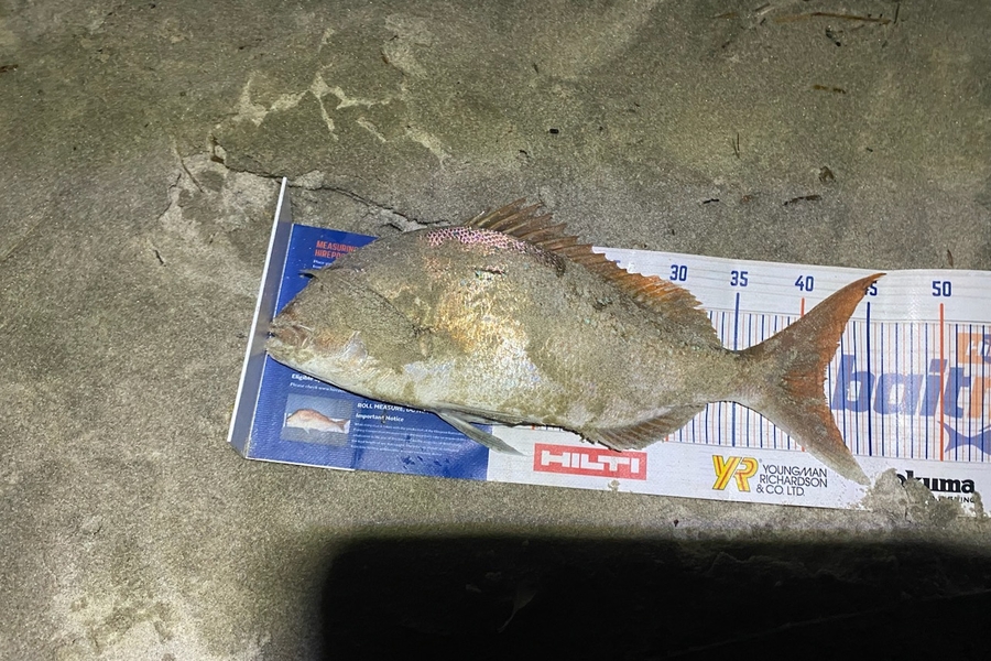 Erin Mcloughlin caught this 41.5cm Snapper at Waipu  during The Hirepool Baitmates Fishing Comp