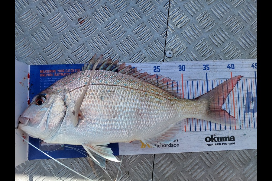 Jodie Walker caught this 37.5cm Snapper at Wellington harbour during The Hirepool Baitmates Fishing Comp