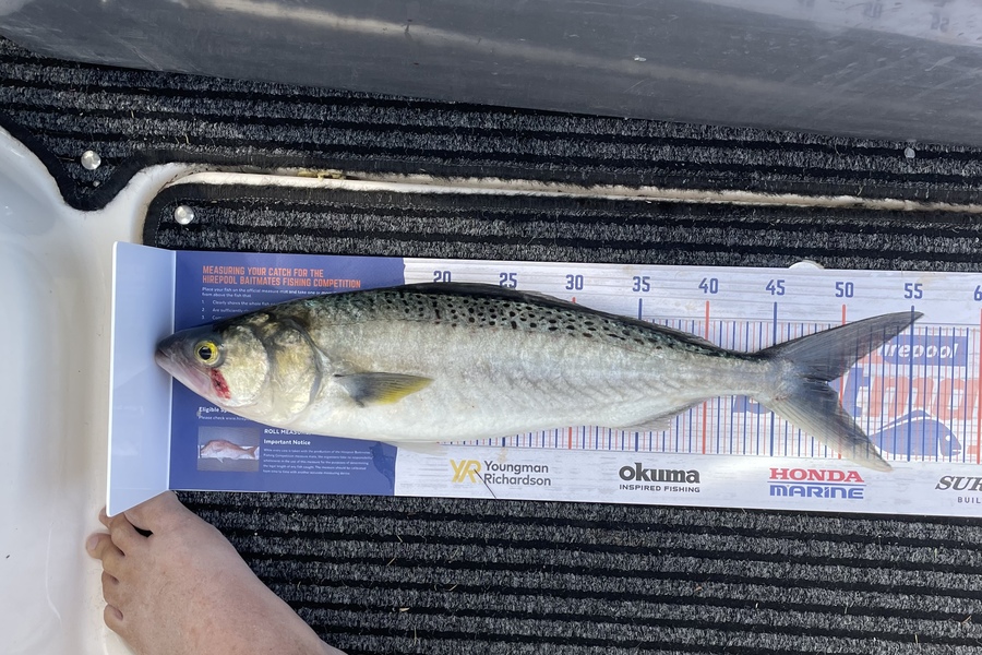 Mark Rouse caught this 48.5cm Kahawai at Kaipara harbour during The Hirepool Baitmates Fishing Comp