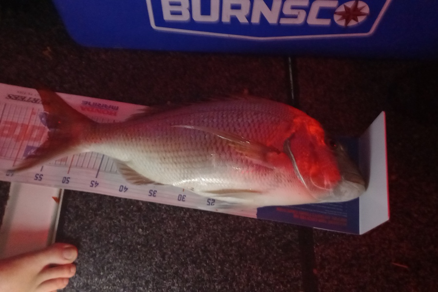 Mike Karl caught this 55.0cm Snapper at Kawhia  during The Hirepool Baitmates Fishing Comp