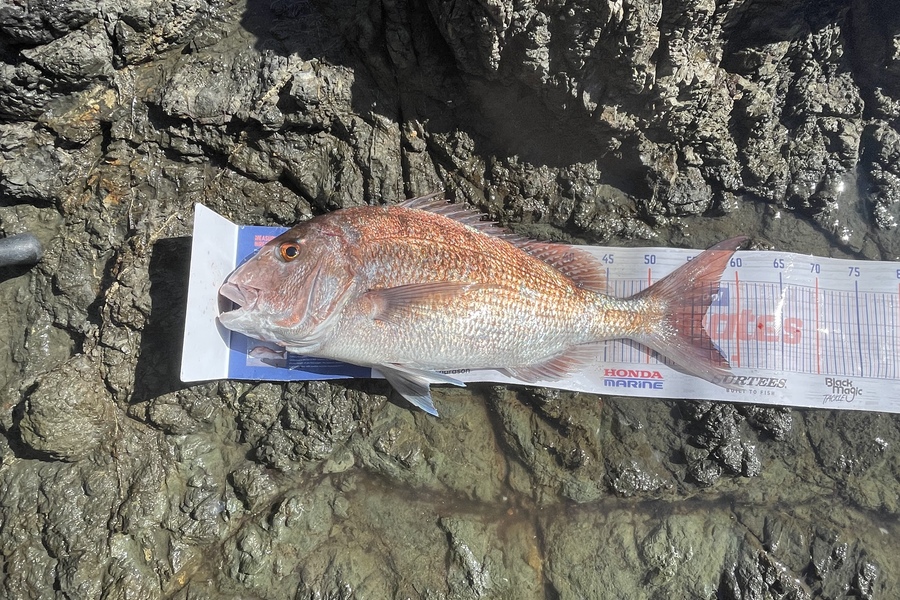 Bradley Kay caught this 56cm Snapper at Tutukaka during The Hirepool Baitmates Fishing Comp
