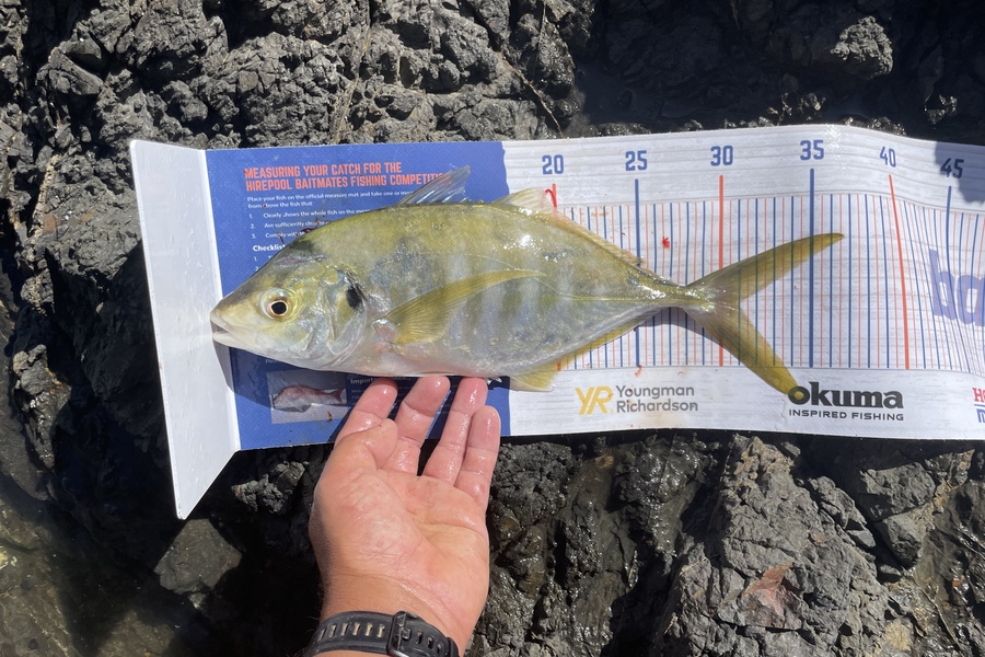Bradley Kay caught this 31cm Trevally at Tutukaka during The Hirepool Baitmates Fishing Comp