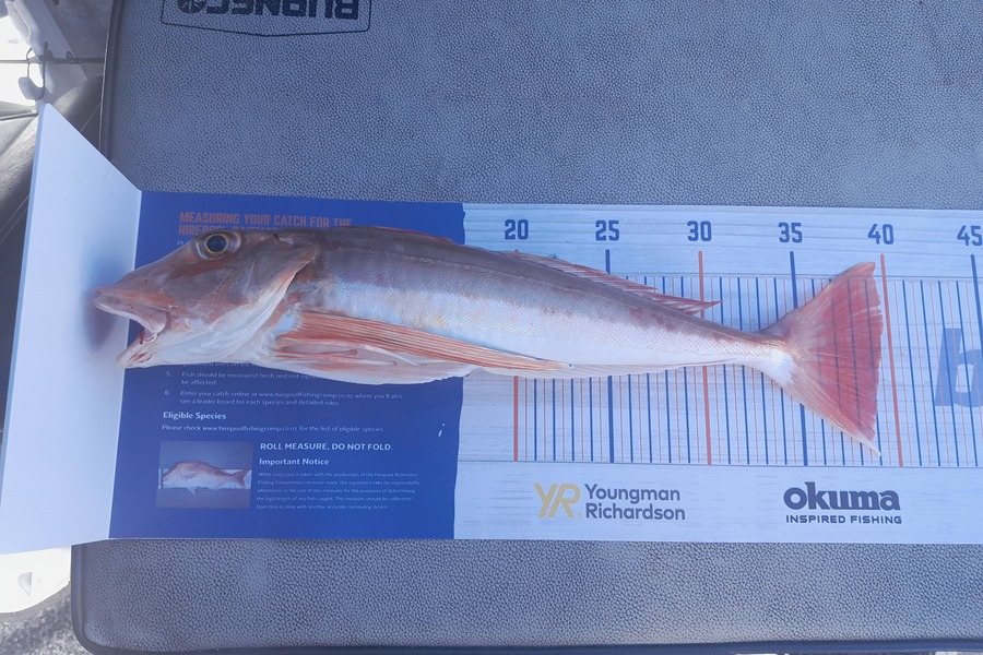 Mike Karl caught this 39.0cm Gurnard at Kawhia during The Hirepool Baitmates Fishing Comp