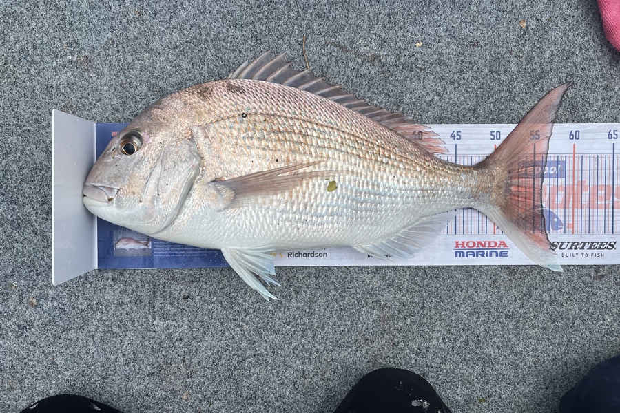 Lisa Lamb caught this 56.0cm Snapper at Tasman Bay during The Hirepool Baitmates Fishing Comp