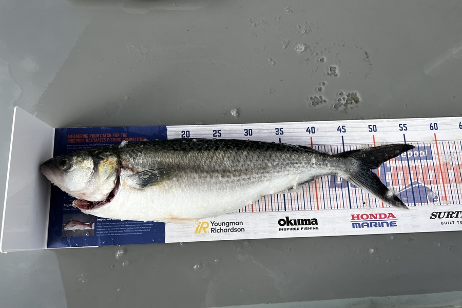 Bryar Jones caught this 47cm Kahawai at Kawhia during The Hirepool Baitmates Fishing Comp