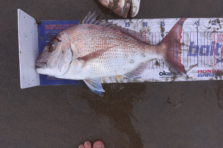 Bryce Taylor caught this 39.5cm Snapper at Glinks gully during The Hirepool Baitmates Fishing Comp