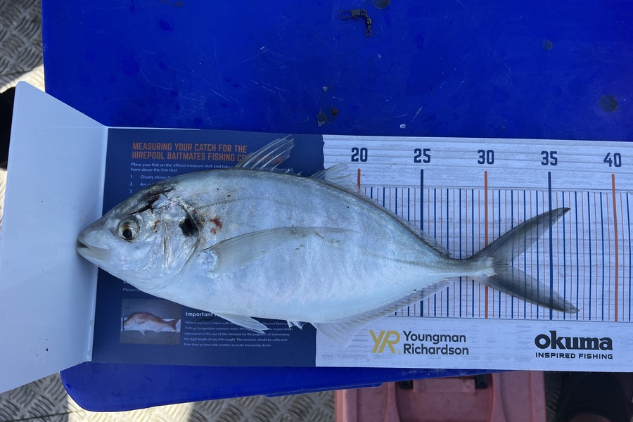 Lee O'Connell caught this 31.5cm Trevally at Tauranga during The Hirepool Baitmates Fishing Comp
