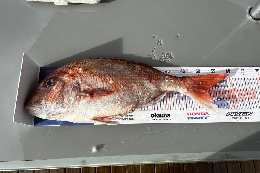 Lex Galvin caught this 51cm Snapper at Kawhia during The Hirepool Baitmates Fishing Comp