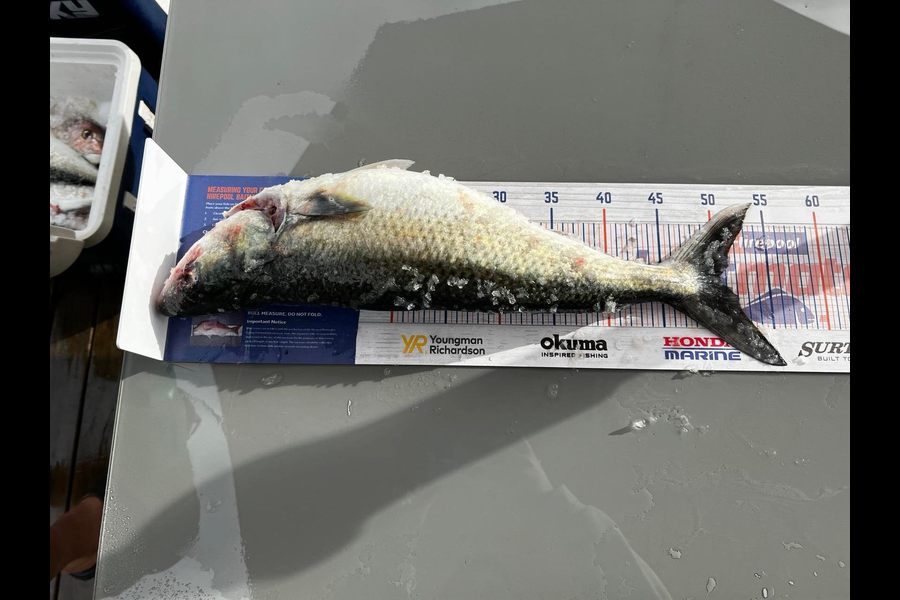 Lex Galvin caught this 50.0cm Kahawai at Kawhia during The Hirepool Baitmates Fishing Comp