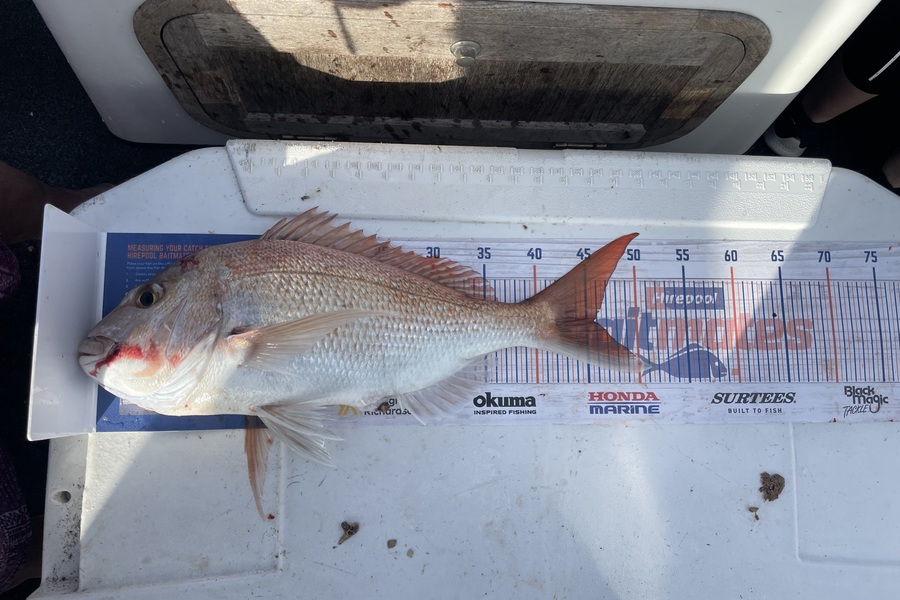Myles Baker caught this 45.5cm Snapper at Noisies during The Hirepool Baitmates Fishing Comp