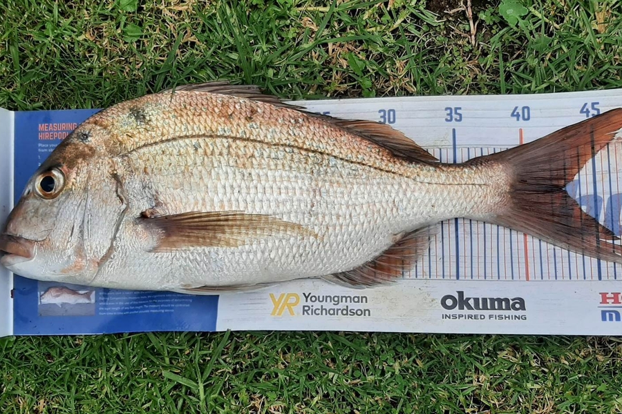 John Mckenzie caught this 42.5cm Snapper at Firth of thames during The Hirepool Baitmates Fishing Comp