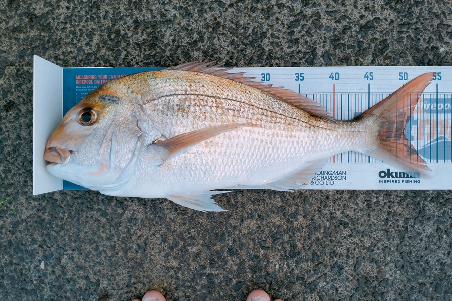 Bailey Cornelder caught this 50.0cm Snapper at Tga during The Hirepool Baitmates Fishing Comp