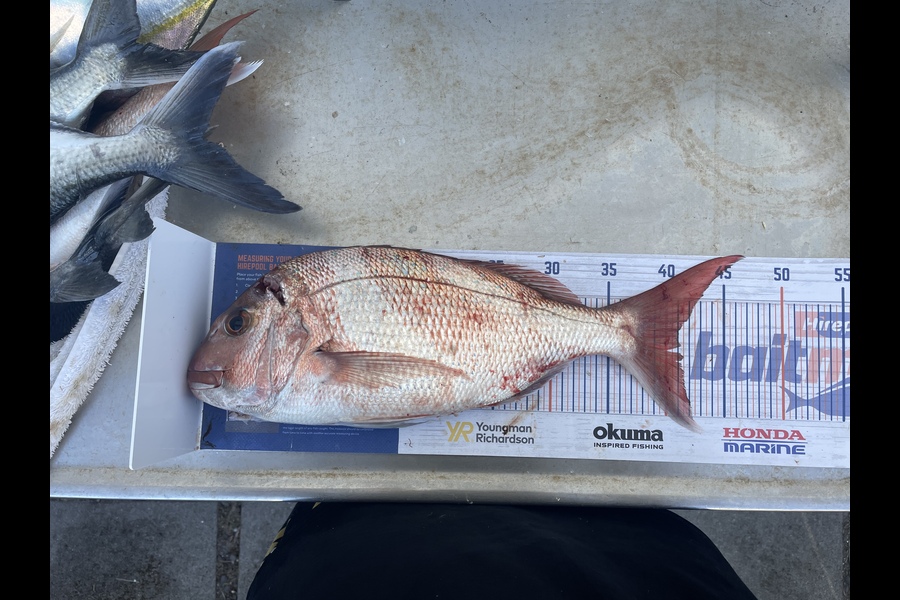 Levi Fielding caught this 41cm Snapper at Tauranga  during The Hirepool Baitmates Fishing Comp