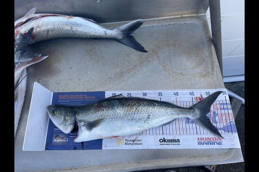 Levi Fielding caught this 46cm Kahawai at Tauranga  during The Hirepool Baitmates Fishing Comp