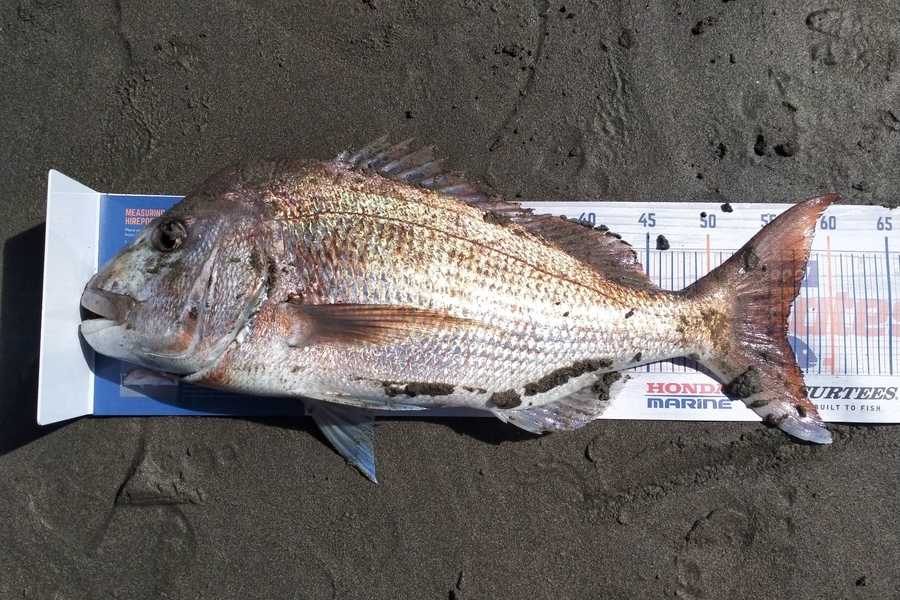 James Beckett caught this 56.0cm Snapper at Te kaha during The Hirepool Baitmates Fishing Comp