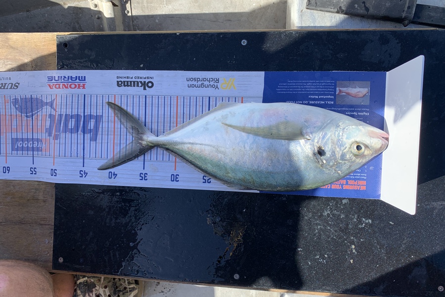 Jowan Kuhler caught this 36.5cm Trevally at Tauranga Harbour  during The Hirepool Baitmates Fishing Comp