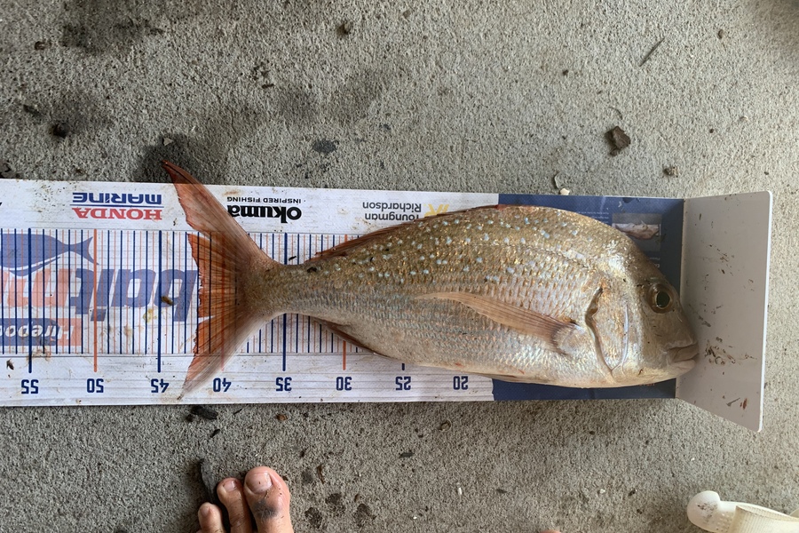 Luke Elmes caught this 42.0cm Snapper at Beachlands  during The Hirepool Baitmates Fishing Comp