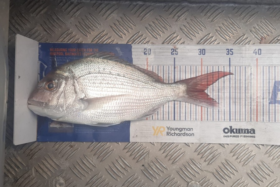 Jayden Emtage caught this 30cm Snapper at Kaipara harbour during The Hirepool Baitmates Fishing Comp