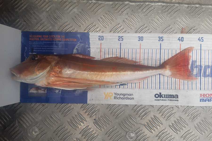 Jayden Emtage caught this 42.0cm Gurnard at Kaipara harbour during The Hirepool Baitmates Fishing Comp