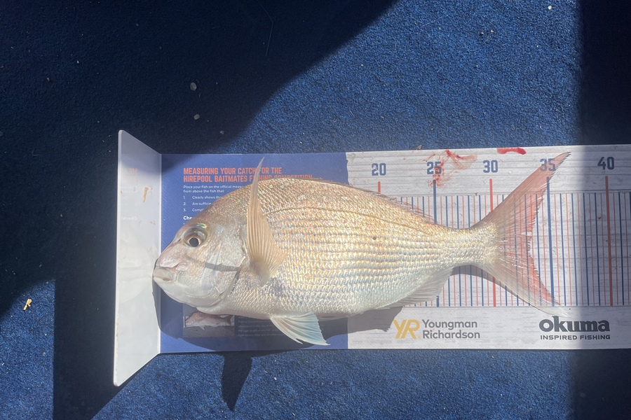 Reece Harvey caught this 33.0cm Snapper at Golden bay during The Hirepool Baitmates Fishing Comp