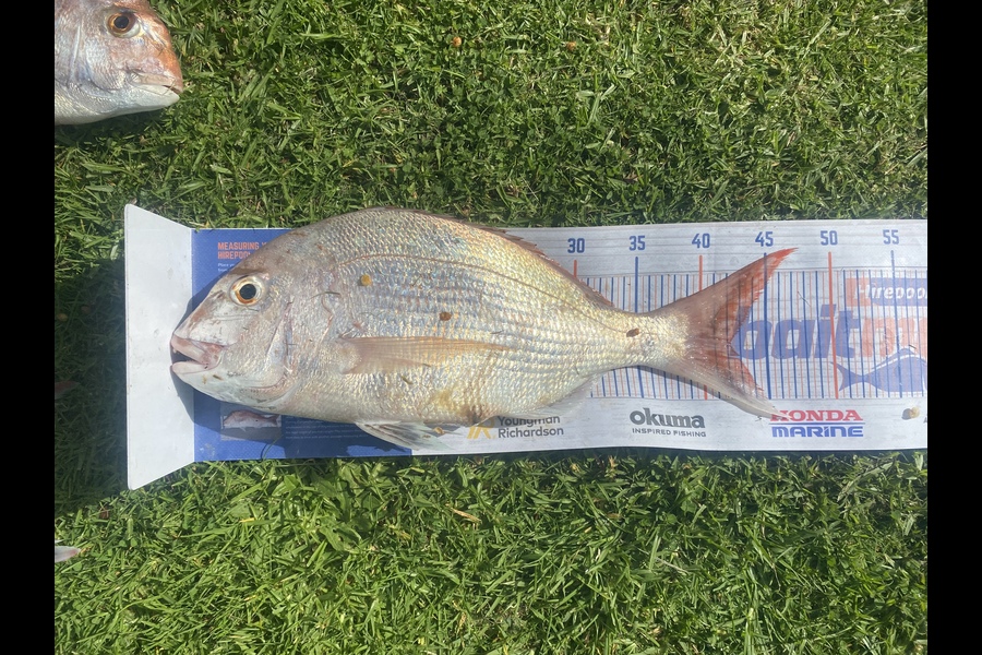 Hone Walker caught this 42.0cm Snapper at Waikanae during The Hirepool Baitmates Fishing Comp