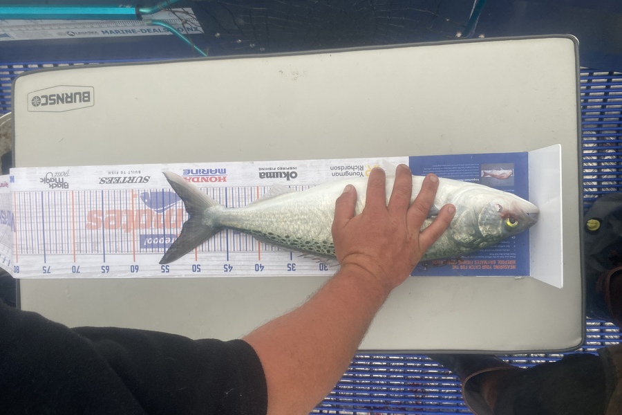 Hone Walker caught this 50.5cm Kahawai at Waikanae during The Hirepool Baitmates Fishing Comp