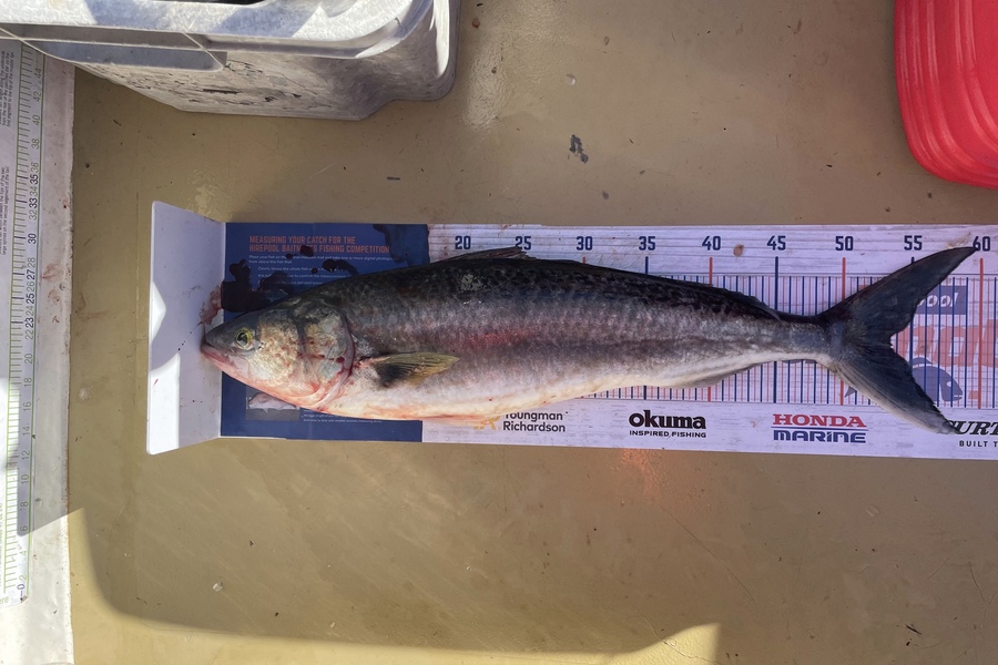 Lee Paetai caught this 53.5cm Kahawai at Firth of Thames  during The Hirepool Baitmates Fishing Comp
