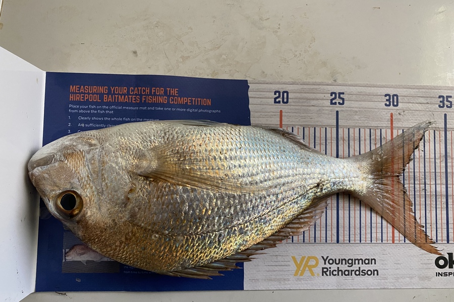 Azhar Ali caught this 30.5cm Snapper at Kawakawa bay during The Hirepool Baitmates Fishing Comp