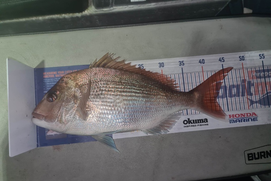 Harry Kovacs caught this 42.5cm Snapper at Mana during The Hirepool Baitmates Fishing Comp