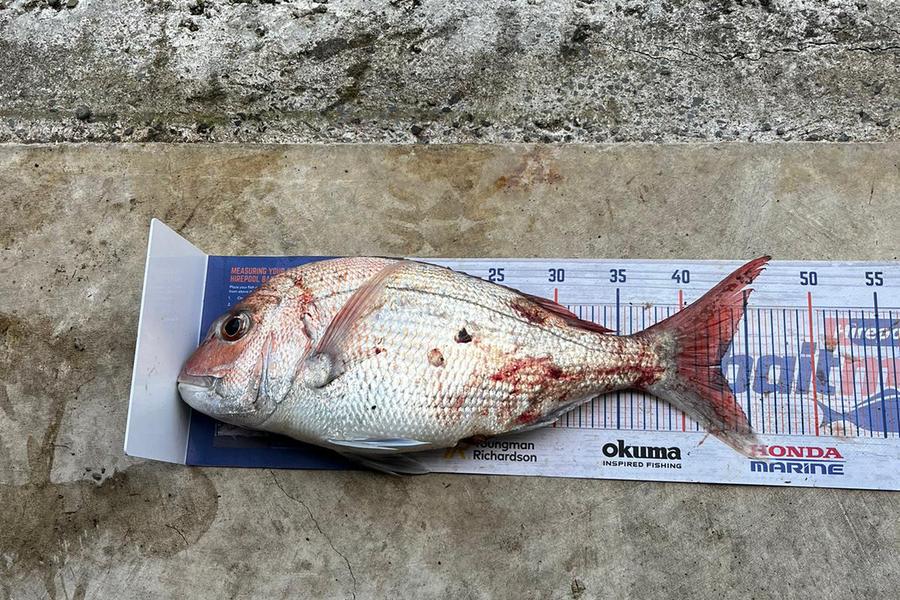 Chris Nicholson caught this 43.0cm Snapper at Te Kaha during The Hirepool Baitmates Fishing Comp