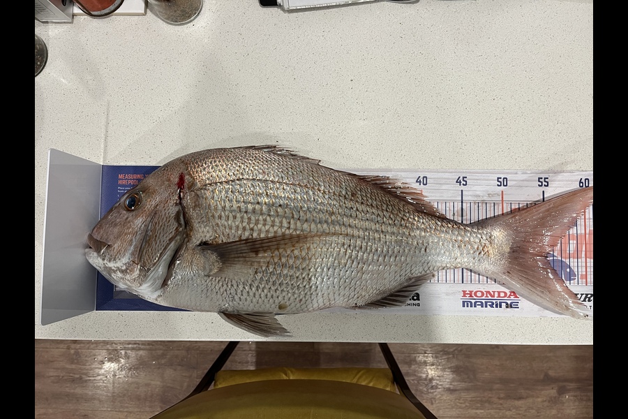 Aria McNamara caught this 55.0cm Snapper at Golden bay during The Hirepool Baitmates Fishing Comp