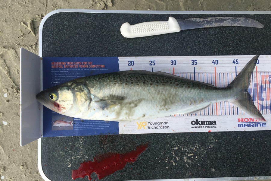 Nikki Tate caught this 41.5cm Kahawai at Doubtless bay  during The Hirepool Baitmates Fishing Comp