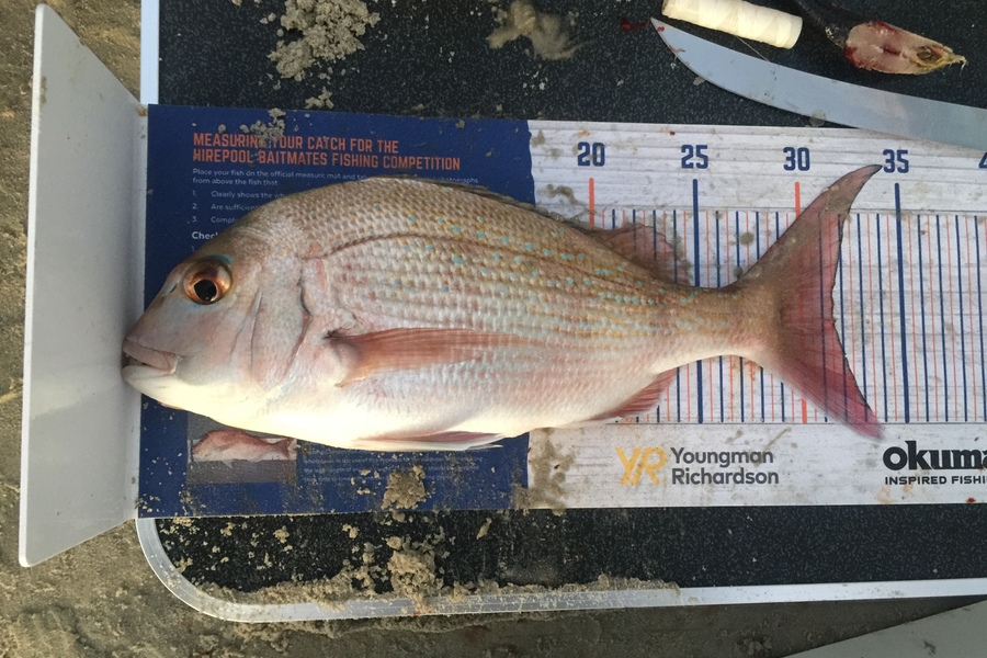 Nikki Tate caught this 31.0cm Snapper at Doubtless bay  during The Hirepool Baitmates Fishing Comp