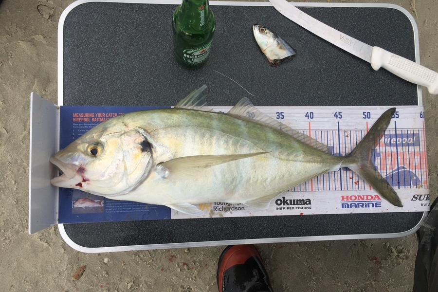 Nikki Tate caught this 50.5cm Trevally at Doubtless bay  during The Hirepool Baitmates Fishing Comp