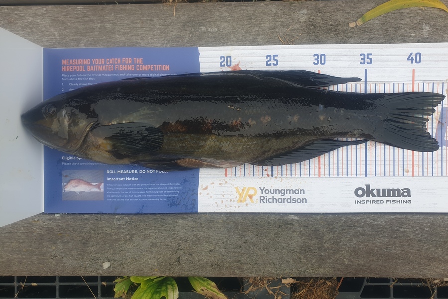 Rodney Niven caught this 41.0cm Butterfish at Wellington  during The Hirepool Baitmates Fishing Comp
